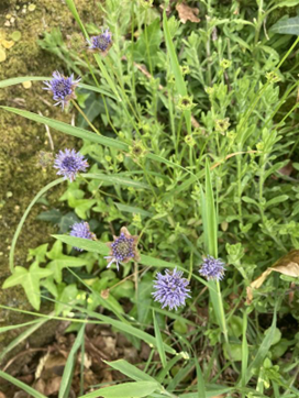 jasione montagnes