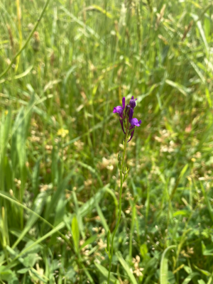 linaria pelisseriana