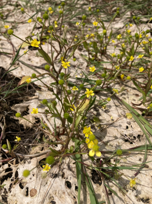 ranunculus ophioglossifolius