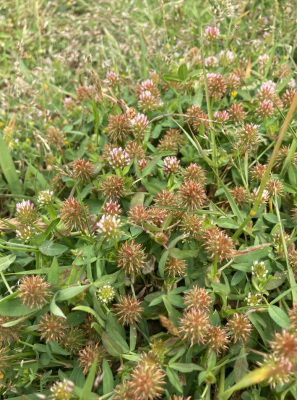 trifolium strictum